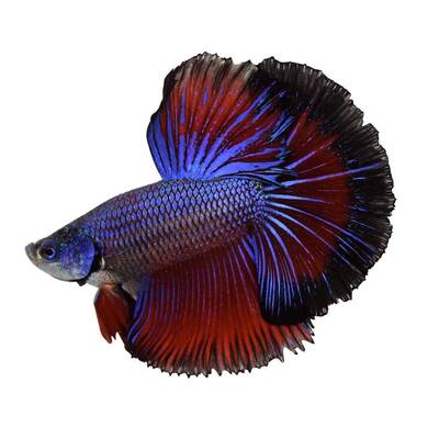 Betta Half-Moon Male M/L
