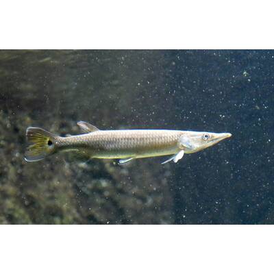 Ctenolucius Hujeta (Rocket Gar) 5-6cm