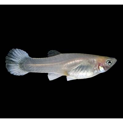 Poecilia Reticulata Snow White Female