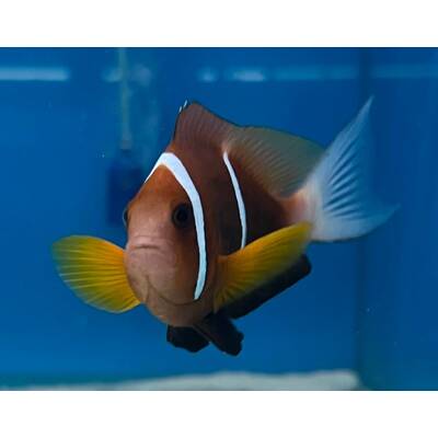 Amphiprion Omanensis