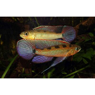 Dicrossus Maculatus M/L