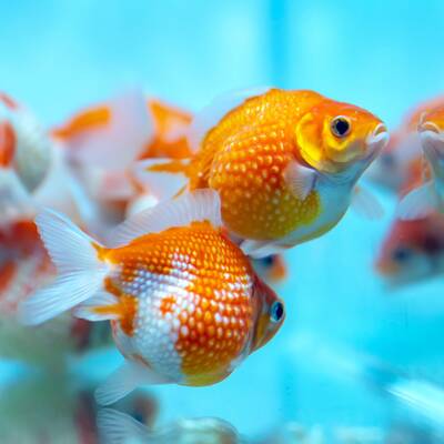 Goldfish Pearlscale Mix 7-8 cm