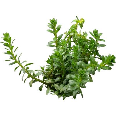 Stoffels Rotala sp. Nanjenshan (Boschii)