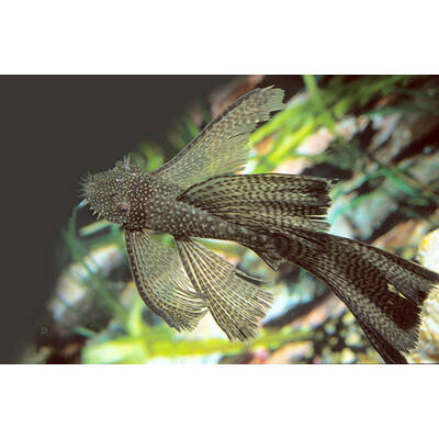 Ancistrus CF. Cirrhosus Long Fin S/M