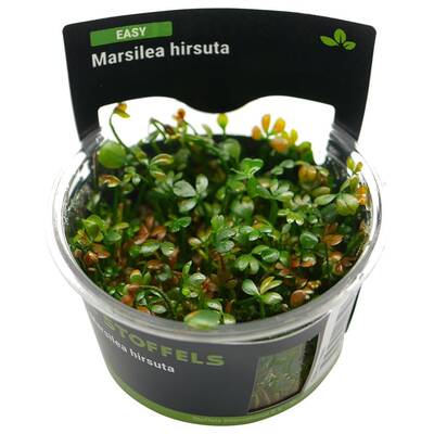 Stoffels Marsilea Hirsuta In-Vitro