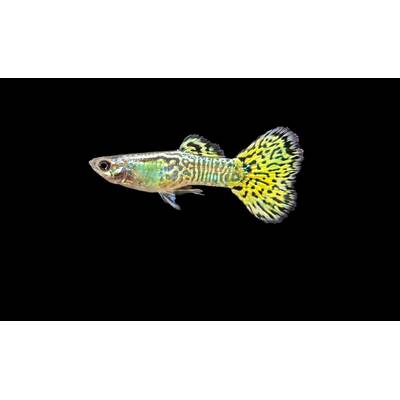 Poecilia Reticulata Mosaic Green Male