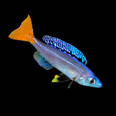 Cyprichromis Leptosoma Chituta Neon XS