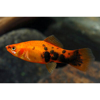 Xiphophorus Helleri Red Spotted
