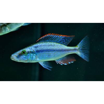 Dimidiochromis Compressiceps 5-6cm