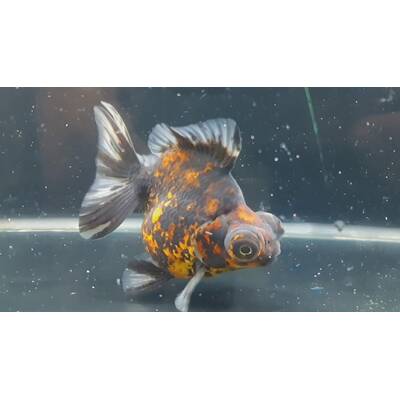 Demekin goldfish 9-10cm