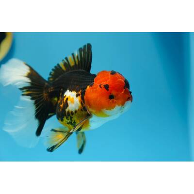 Oranda Tricolor 9-10cm