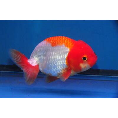 Carassius Auratus Ranchu Red-White 8-10cm