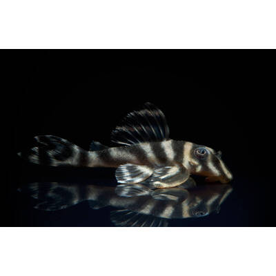 L199 Hypancistrus Furunculus 3cm