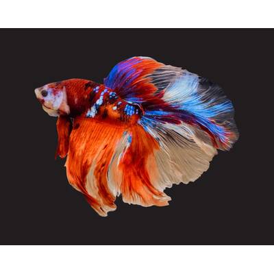 Betta Splendens Half-Moon Galaxy Male L