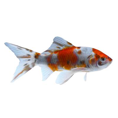 Carassius Auratus Shubunkin 4-7cm