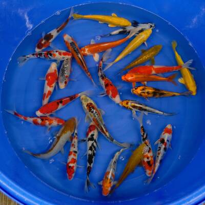 Koi Europe 10/12cm