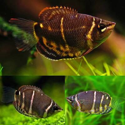 Sphaerichthys Osphromenoides M