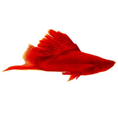 Xiphophorus Helleri Red