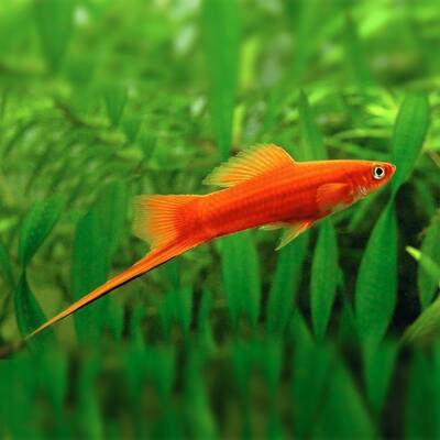 Xiphophorus Helleri Red