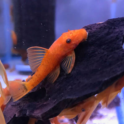 Ancistrus Super Red 3-3.5cm