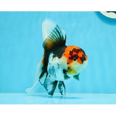 Carassius Auratus Lion Head Tricolor 5-6cm