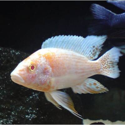 Aulonocara Albino Nyassae 6-7 cm