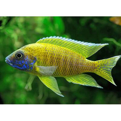 Aulonocara Yellow Nyassae 6-7 cm