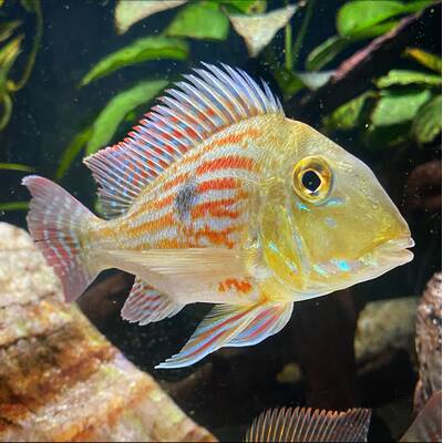 Geophagus Sveni Araguari 3cm