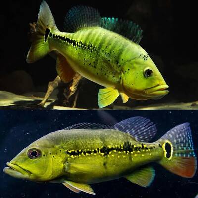 Cichla Brokopondo 7-8cm