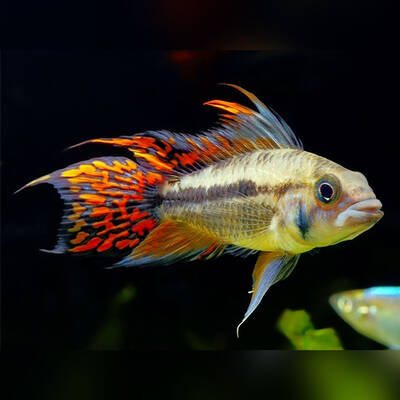 Apistogramma Cacatuoides 3-3,5cm