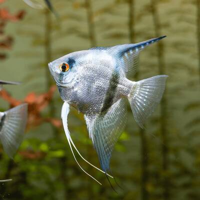 Pterophyllum Scalare Silver 3-3.5cm