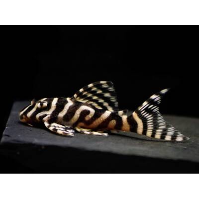 Dekeyseria Brachyura L168 S/M