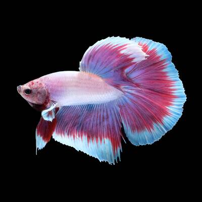 Betta Superdelta Lavender Male