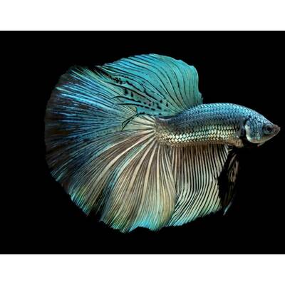 Betta Superdelta Green Skin Male