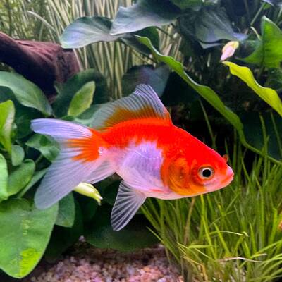 Oranda Fantail Red-White 4cm