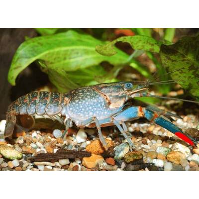 Cherax Quadricarinatus