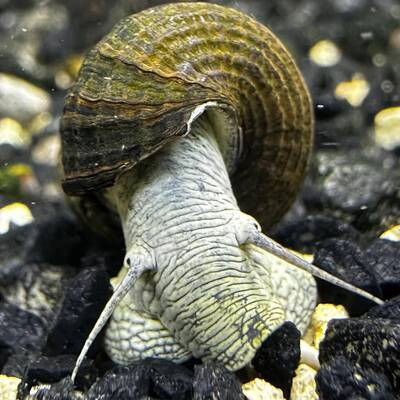Tylomelania sp. Towutensis Blue