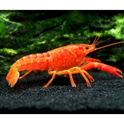 Procambarus Alleni - Orange