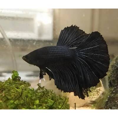 Betta Superdelta Black Male