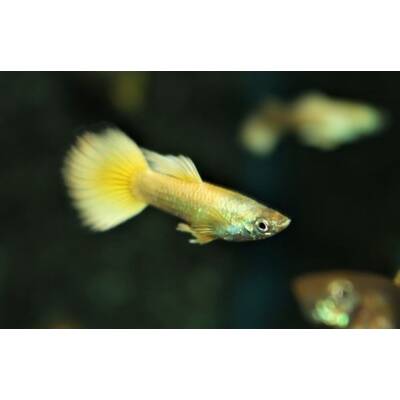 Poecilia Reticulata Neon Gold Male