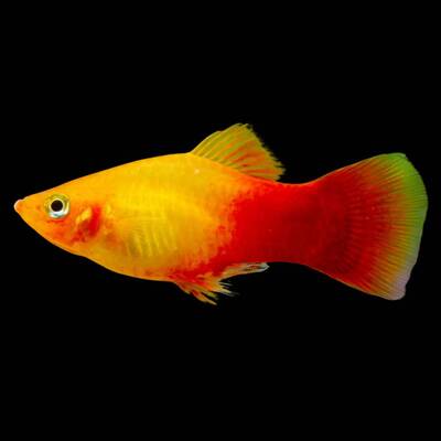 Platy Marigold M