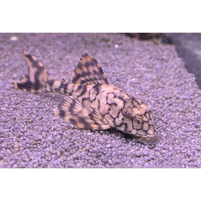 Hypostomus Faveolus L037 M