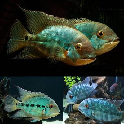 Hoplarchus Psittacus M