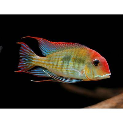 Geophagus Pyrocephalus S