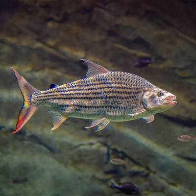 Hydrocynus Vittatus 13-15cm