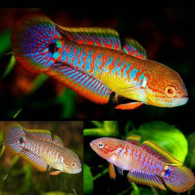 Tateurndina Ocellicauda M
