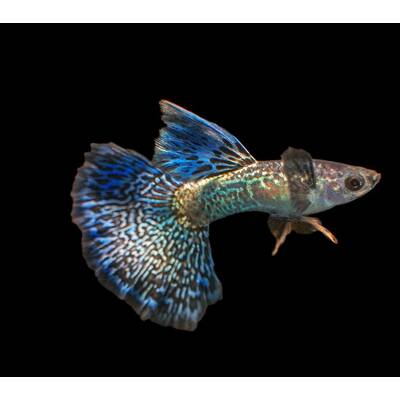 Poecilia Reticulata Blue Dragon