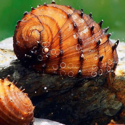 Neritina Juttingae