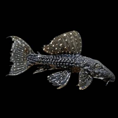 Pseudacanthicus sp. L097 12-14cm