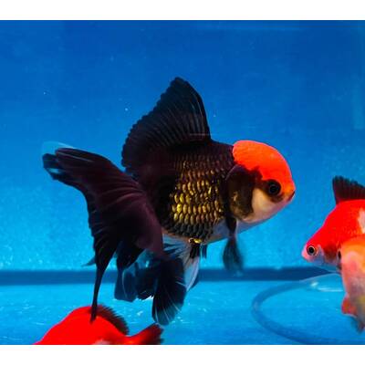 Carassius Auratus Lion Head Black Red Cap 8-10cm
